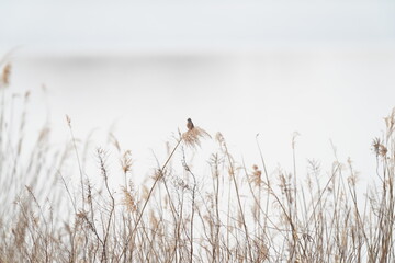 common reed bunting in the field