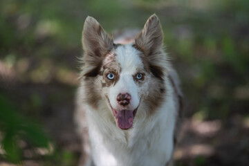 Marble border collie dog with multi colored eyes in a spring park. Close-up portrait