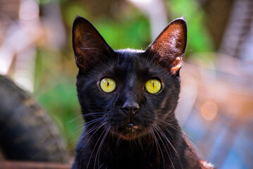 portrait black cat with staring eyes, international cat day, world animal day, animal adoption day,...