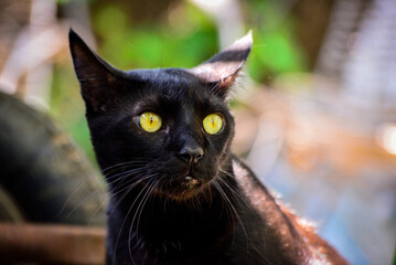 black cat with yellow eyes, international cat day,  world animal day, animal adoption day, san francisco de assis day, adopt pet, zoology, animal background	