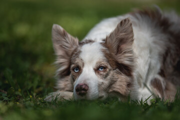 A marble border collie with multicolored eyes resting in the grass among the spring park