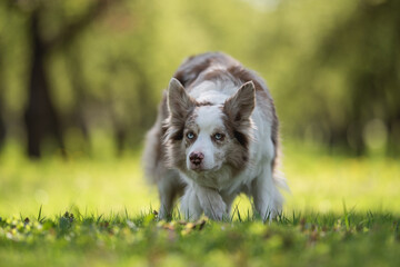 A marbled border collie with multi-colored eyes grazing something in a spring park. Working dog