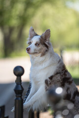 A marbled border collie with multi-colored standing with front paws on a metal fence