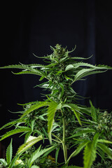 Fototapeta premium green leaves and bud from a marijuana plant
