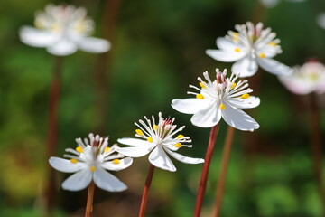 群生するバイカオウレンの花