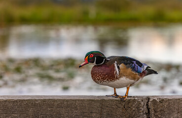 A wood duck in autumn season in Canada.