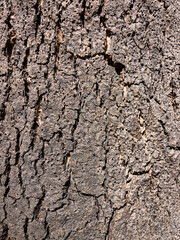 cork oak tree bark texture.
