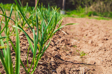 First greens grow in garden in spring. Gardening and growing farm vegetables. Rural life.
