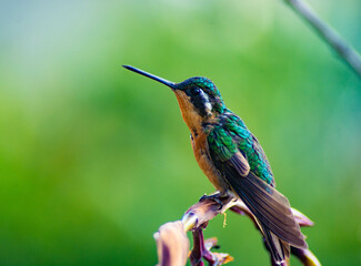 Fototapeta premium Colibrí