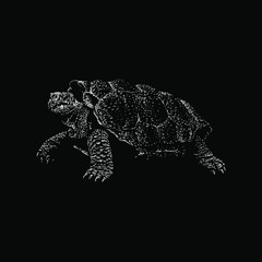Fototapeta premium tortoise hand drawing vector illustration isolated on black background