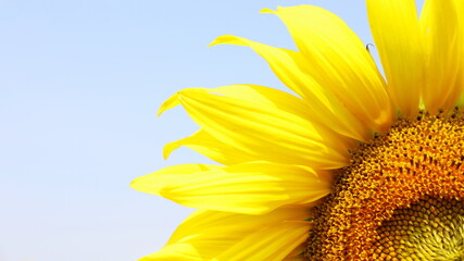 Beautiful sunflower petals. Bright yellow sunflower with copy space. Close focus and select the subject