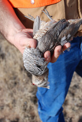 Hunter with a scaled quail 