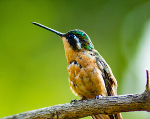 Colibrí hermoso © Karolina