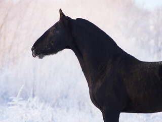 portrait of a black trotter with a snowy nose at the dawn of a cold winter day among trees in white frost