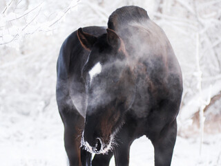 free black trotter hiding in a cloud of steam on a cold winter day