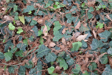 Otoñal
