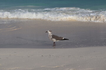 Mar Caribe con Gaviota