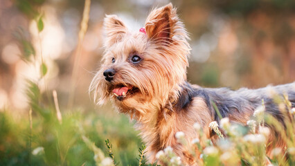 a small dog yorkshire terrier with a red bow on his head walks and shows his tongue on a hot summer day
