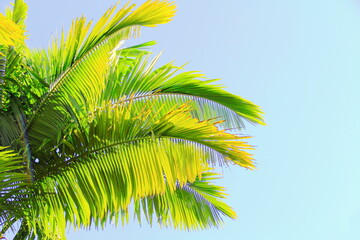 Sunny palm leaves. Palm leaves isolated on blue sky southern Brazil.