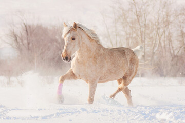 a palomino horse runs free on large snowdrifts at sunset in a winter field - obrazy, fototapety, plakaty