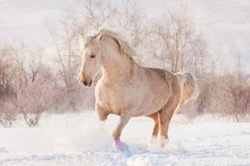 a palomino horse runs free on large snowdrifts at sunset in a winter field