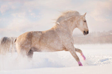Fototapeta na wymiar a palomino horse runs free on large snowdrifts at sunset in a winter field