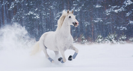 Obraz na płótnie Canvas a white horse trotter merrily runs free through large snowdrifts in a winter field
