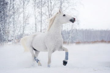 Fototapeta na wymiar a white horse trotter merrily runs free through large snowdrifts in a winter field
