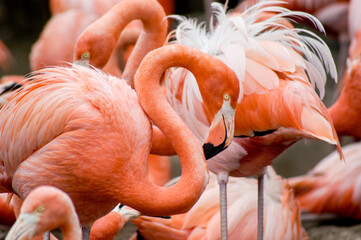 A flamboyance of flamingos gathered together to feed and mingle. 