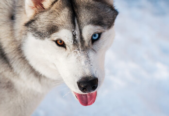 dog siberian husky with different eyes. brown and blue eyes. view from above