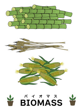 さとうきび、麦わら、トウモロコシのイラストセット（穀物栽培や飼料、バイオマスのイメージに）