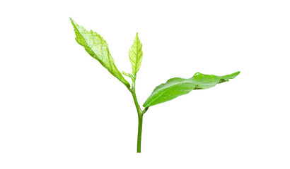 Young leaves of a tree isolated on a white background.
