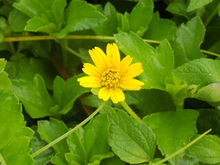 the close up photo of bud flower