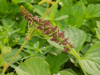 the close up photo of bud flower