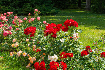 Blossoming beautiful rose flowers. Red roses blossom in summer garden