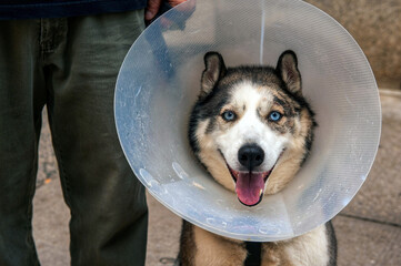 A young husky dog wearing a dog cone sitting and looking at the camera © paulmckinnon