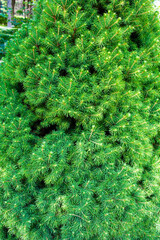 Canadian spruce green foliage. Decorative coniferous evergreen tree
