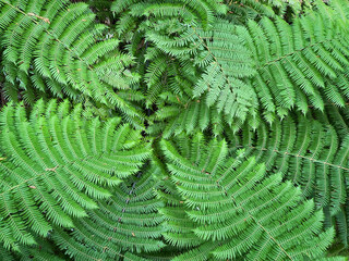 Aerial view of a silver fern plant in New Zealand