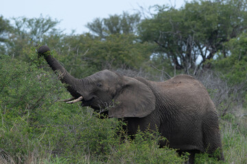 African elephant