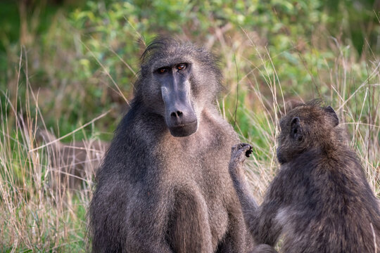 chacma baboons grooming