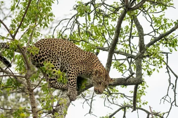 Afwasbaar fotobehang African leopard in a tree © Tony Campbell