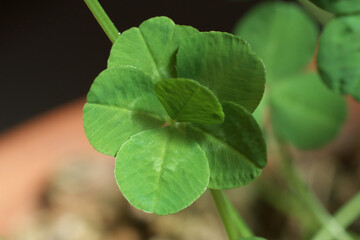 六つ葉のクローバー