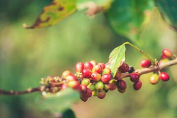 Fototapeta premium Ripe Red coffee bean berry plant fresh seed coffee tree growth in green eco organic farm. Close up red ripe seed robusta arabica berries harvest for coffee garden. Fresh coffee bean green leaf bush