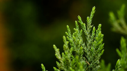 tops of green trees in one corner of the picture