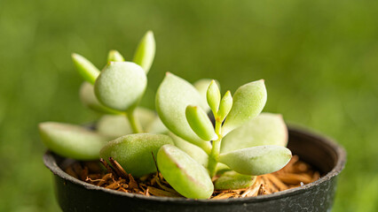 Succulents in small pots, Its leaves are plump and beautiful.