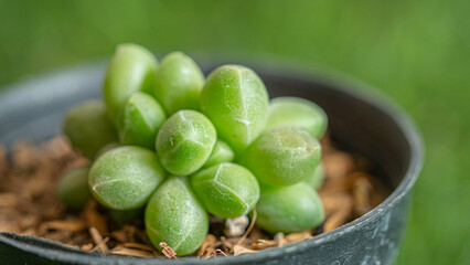 Succulents in small pots, Its leaves are plump and beautiful.
