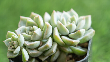 Succulents in small pots, Its leaves are plump and beautiful.