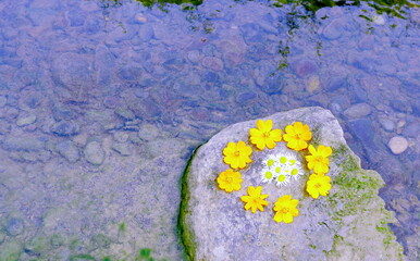 Daisy mandala. Mandala made of two types of daisies over a stone on an edge of a rocky river   