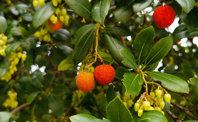 Corbezzolo Arbutus unedo frutti maturi sui rami dell’albero