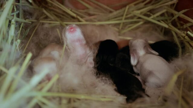 Newborn holland lop bunny in nest with mommy fur and dry grass